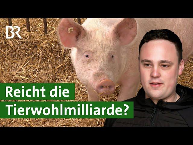 Tierwohlmilliarde – Schweinehalter bekommen Geld für bessere Ställe | Unser Land | BR