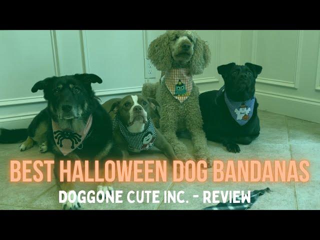 Best Halloween Dog Bandanas On Amazon - Doggone Cute Inc. Bandana Review