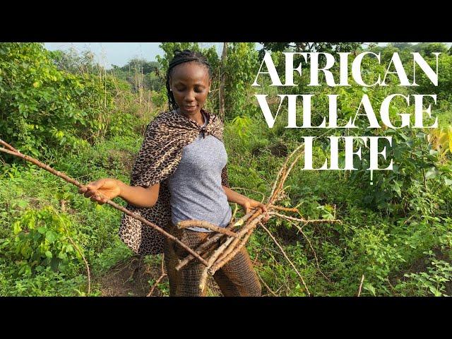 How to grow cassava in Africa | African village life #africa #village #nigeria #trending #farming