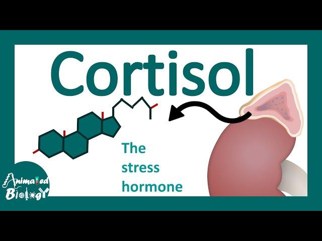 Cortisol | cortisol's effects on body | cortisol: the stress hormone | cortisol as immunosuppressant