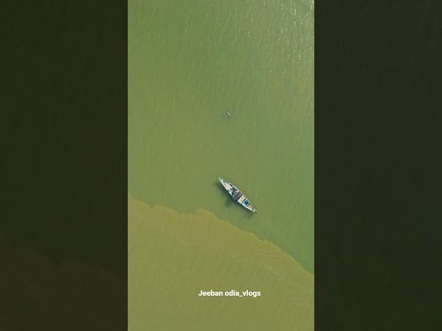 Dolphin satapada,chilika lake odisha || #shortsfeed #shortsyoutube #shortsviral#shortsvideo