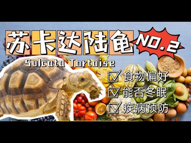 苏卡达陆龟饮食与疾病预防（二） | 新手推荐