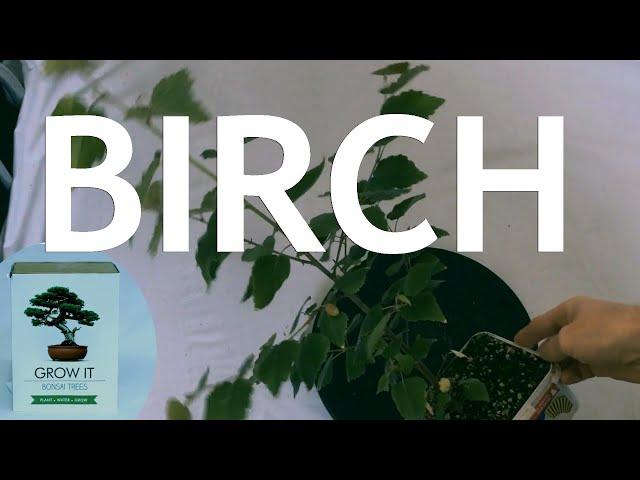 Birch from the "Grow It" Bonsai Seed Kit