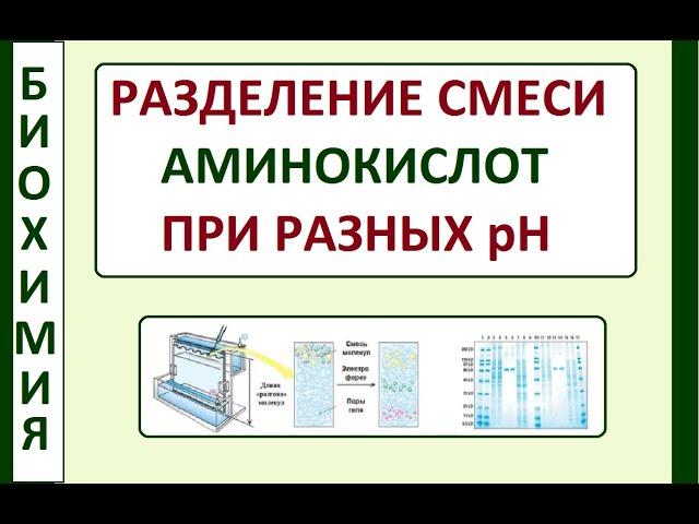 Разделение аминокислот на фракции электрофорезом при разных рН. Биохимия.