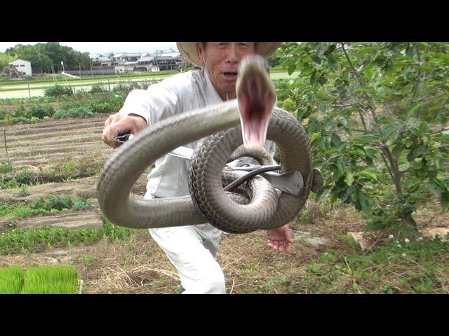 The Story of Japanese Rice: The Amazing Grain 日本酒への道「米」 ONLY in JAPAN #35