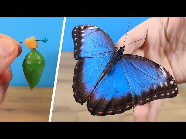 Beautiful butterflies were born from my pupae and I filmed the birth process! It is amazing!