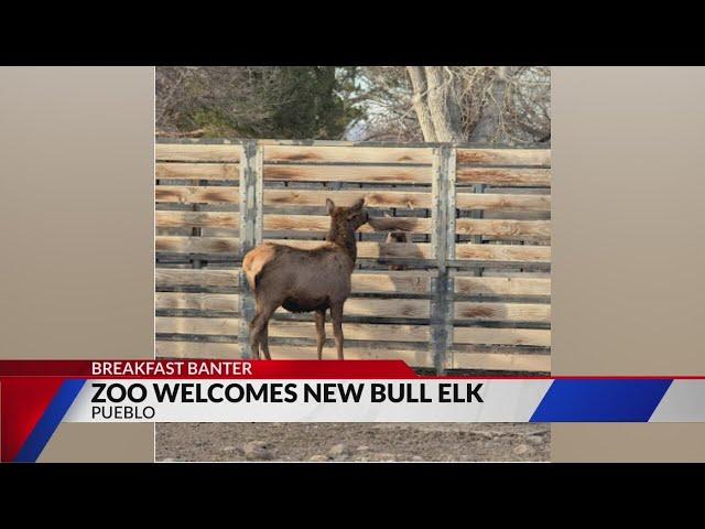 Pueblo Zoo welcomes new bull elk, needs name