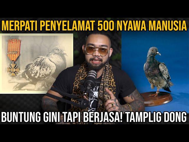 MERPATI PENYELAMAT 500 NYAWA MANUSIA BUNTUNG GINI TAPI BERJASA! TAMPLIG DONG #indoexotic