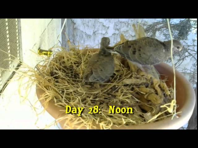 Mourning Dove Nest Cam Part 5