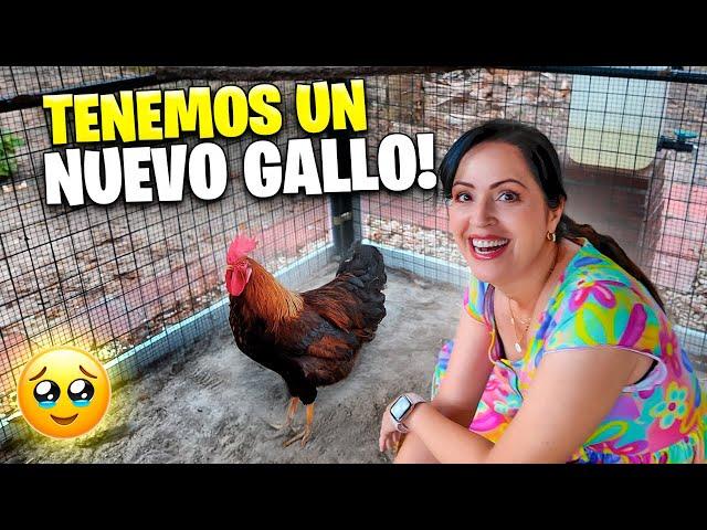 Ahora Son 3 Gallos en La Finquita Bonita  Sandra Cires Vlog