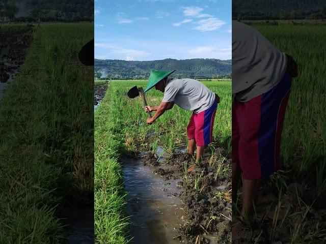 ini namanya MINGGIRI sawah bolo #shorts