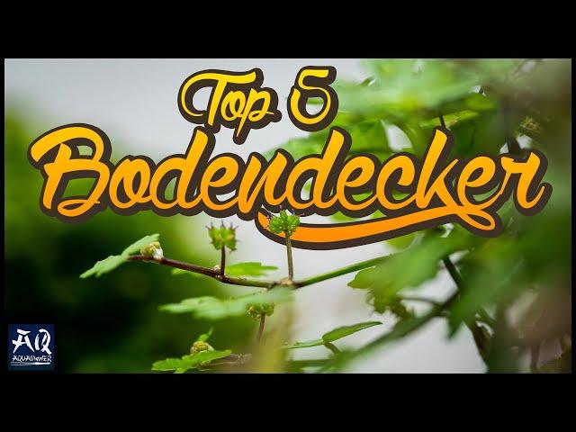 Top 5 Bodendecker im Aquarium | AquaOwner