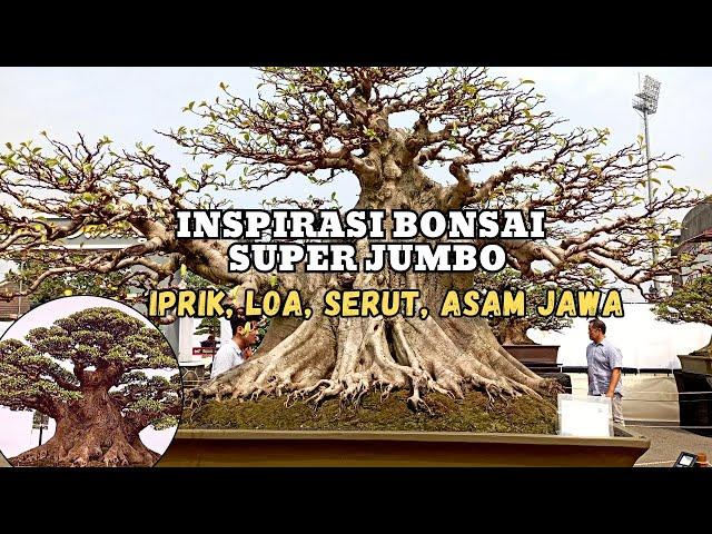 BONSAI SUPER JUMBO MAHA KARYA ISTIMEWA (PAMNAS PBBI BANTUL)