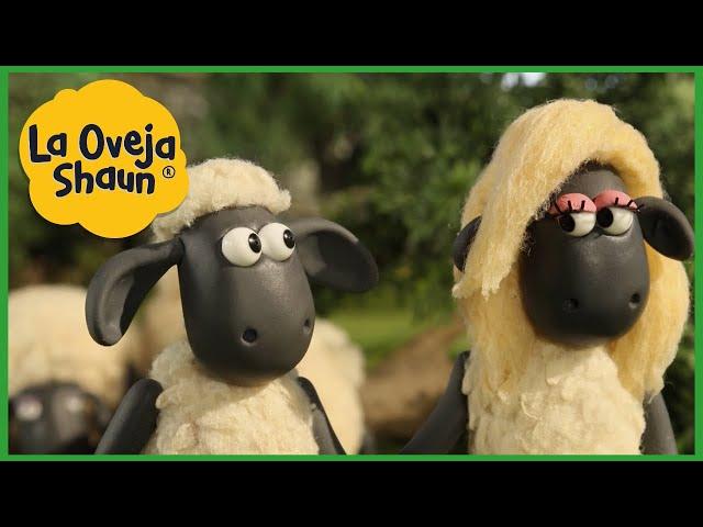 La Oveja Shaun  Ovejas enamoradas  Dibujos animados para niños