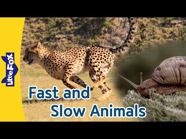 7 Fast Animals and 5 Slow Animals |Cheetah, Rabbit, Zebra, Ostrich and More| Snail, Turtle, and More