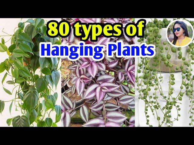 80 types of hanging plants | Hanging Plants for Indoor & Outdoor | Plants varieties | Lipsha world