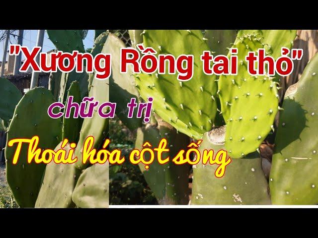 Công dụng của cây Xương Rồng  | Cây Xương Rồng tai thỏ | Hằng Lê HG85