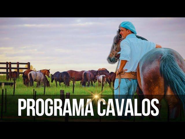 Programa Cavalos