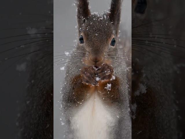 Red squirrel in the snow in Swedish Lapland ️ #shorts #wildlife #cuteanimals #naturephotography