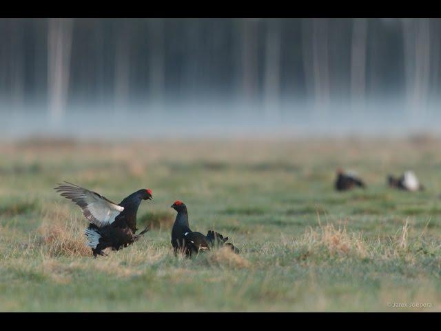 Mit Birdingtours nach Estland