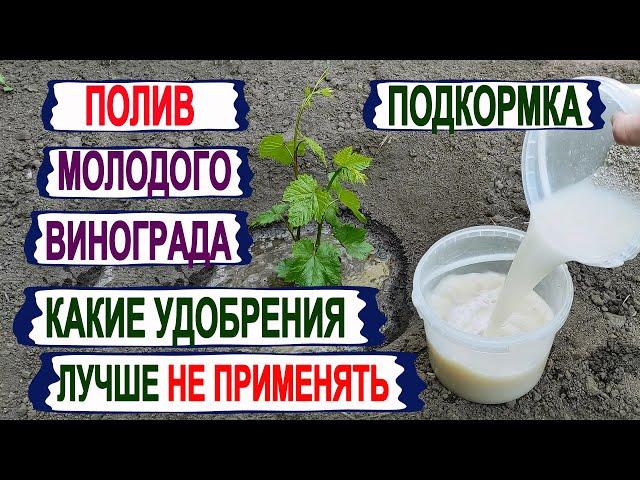  Как ПОЛИВАТЬ. Чем ПОДКОРМИТЬ молодой виноград в мае. От ЭТИХ УДОБРЕНИЙ на винограде только ВРЕД.