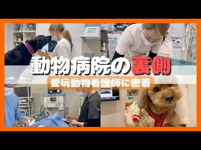 【密着】入社3年目の愛玩動物看護師に密着