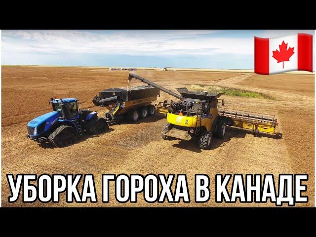 УБОРКА ГОРОХА В КАНАДЕ. Саскачеван. Канада глазами украинца. #MYAGROTOURS