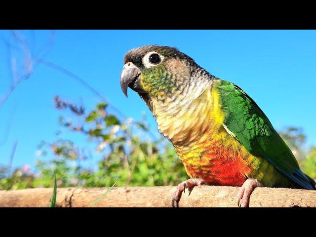 Green cheek conure chirping sounds : Parrots in the forest sing loudly in the morning.