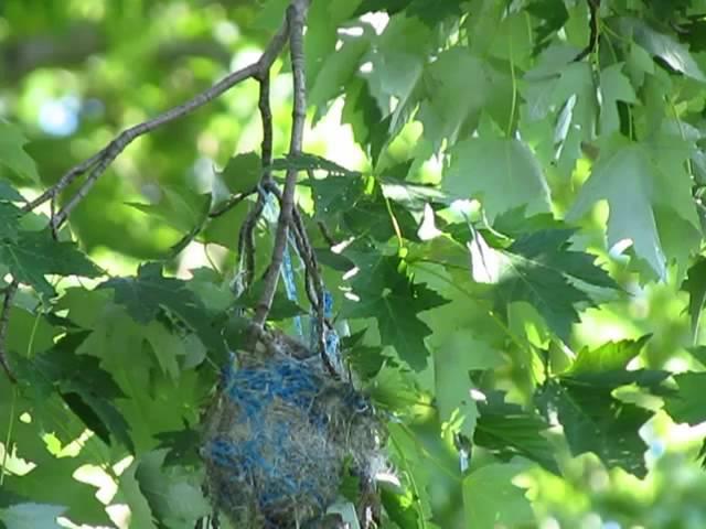 Baltimore Oriole Nest - "Mom" Feeding Young