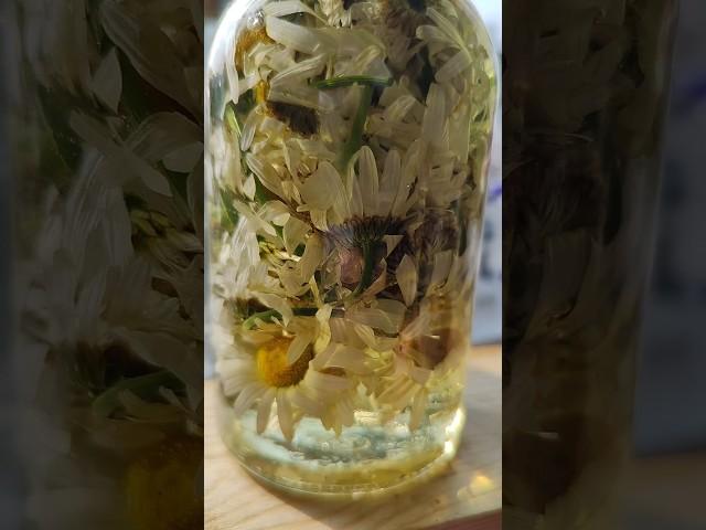 Мацерат ромашки.