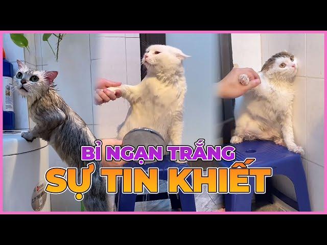 Bỉ ngạn trắng - Sự tinh khiết | maly.gaugau