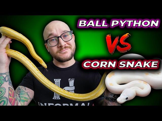 Ball Python vs Corn Snake, The Best Pet Snake?