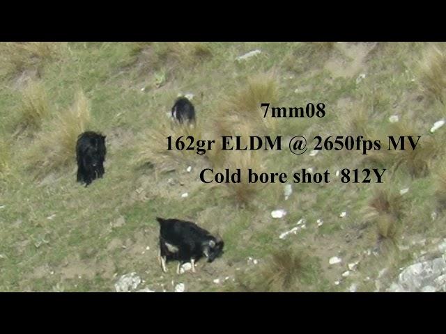 7mm08 long range hunting. Cold bore at 812 yards.