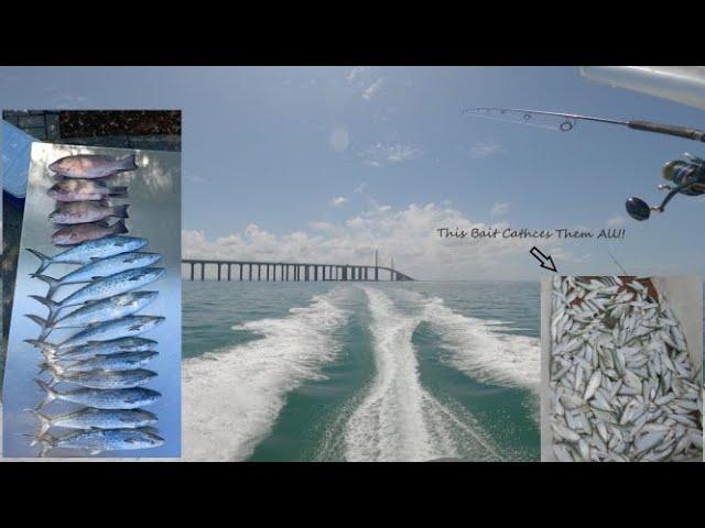 Tampa Bay Skyway Bridge Spanish & Snapper W/ Florida Fish Orry #skyway #DanTheFishMan