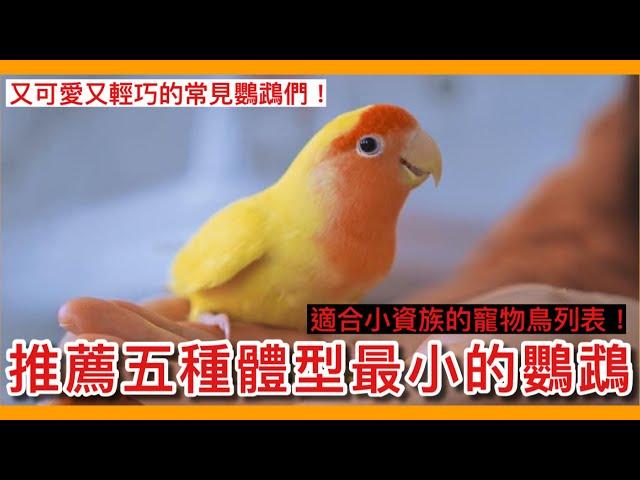 迷你！5種「體型最小」的常見寵物鳥？小資族的生活鸚鵡首選！Recommend the five smallest parrots【鸚鵡小木屋】【新手鳥知識】