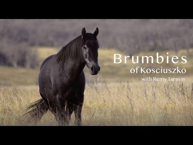 Brumbies of Kosciuszko