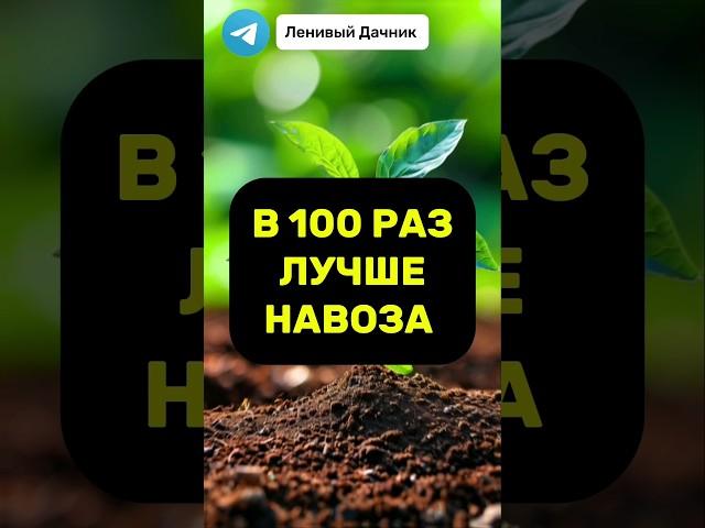 В 100 Раз Лучше Навоза. Делаем Почву Плодородной #дачныесоветы #огород #дача #удобрение #дача