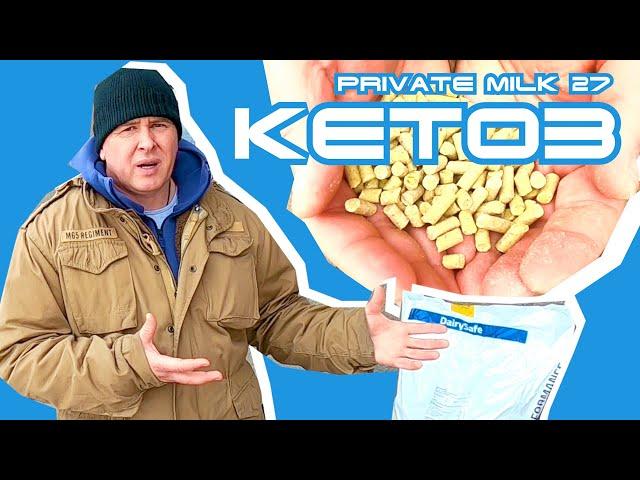 Кетоз у корів. Профілактика кетозу | Private Milk | Травецький