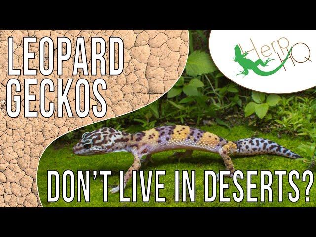 Leopard Geckos Don't Live in Deserts?