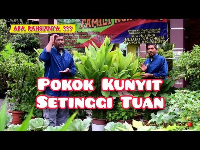 POKOK KUNYIT SETINGGI TUAN - Apa Rahsianya ???