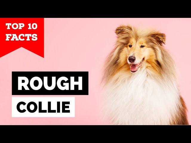 Rough Collie - Top 10 Facts