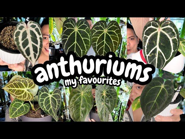  My Top 15 Anthuriums  my fav anthuriums | year of the anthurium 