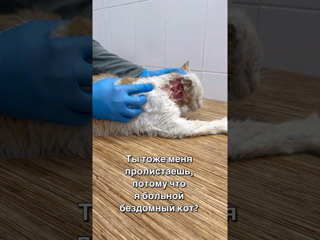 Я бездомный больной кот