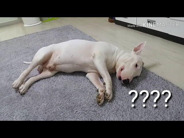 [중대형견] 6살  반려견 불테리어의 밀당/ Bullterrier