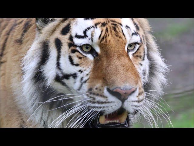 Bescherung für den Tiger im Tierpark Chemnitz