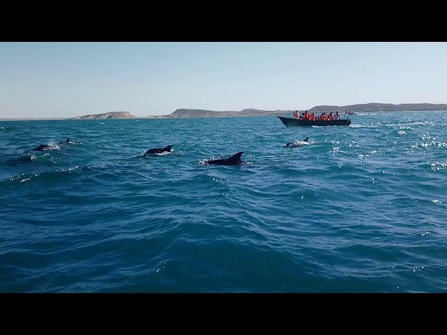 Dolphins near Hengam Island in Iran