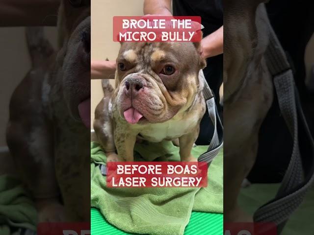 Broly the Microbully Before & After BOAS laser surgery !