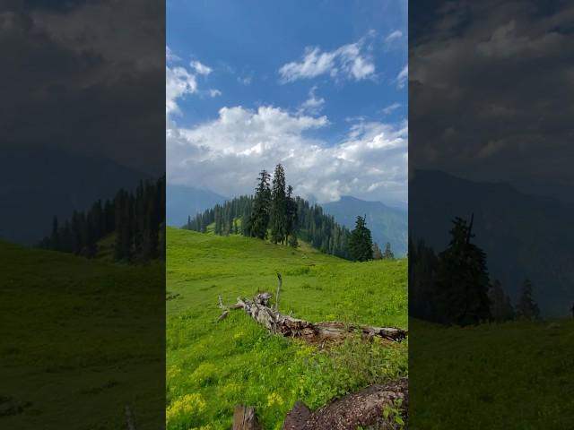 Jabba Medwos #foryou  #mounatin #palanchi #swat #jabbaswat #dildilpakistan #ghufrangraphy