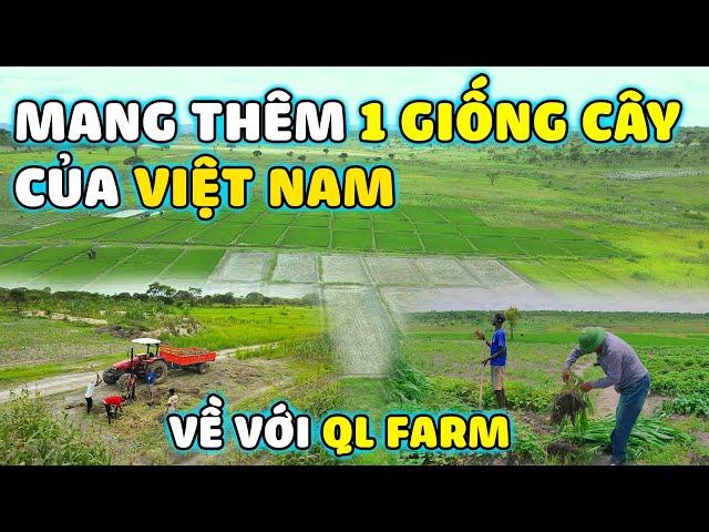 Quanglinhvlogs || Đến Trang Trại "Linh Philip" Mang Thêm "1 Giống Cây" Việt Nam Về Quang Linh Farm.