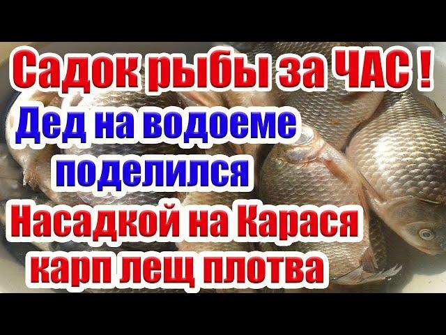 КАРАСЬ ПРЁТ КАК ДУРНОЙ ! Насадка на Карась Карп Лещ Супер Рыболовная насадка для карася